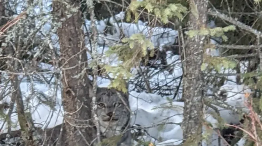 Camouflage In Eagle River