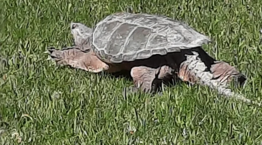 2021-summer-snapper-took-a-stroll-though-barb-vans-yard-on-highway-601-scaled-2 2021 Summer Snapper