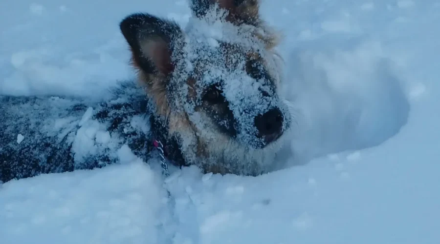 charley-estimates-that-we-got-more-than-5-10-cm-of-the-white-stuff-photo-submitted-by-valoree-mackinnon-of-dryden-1 Charley ‘Nose’