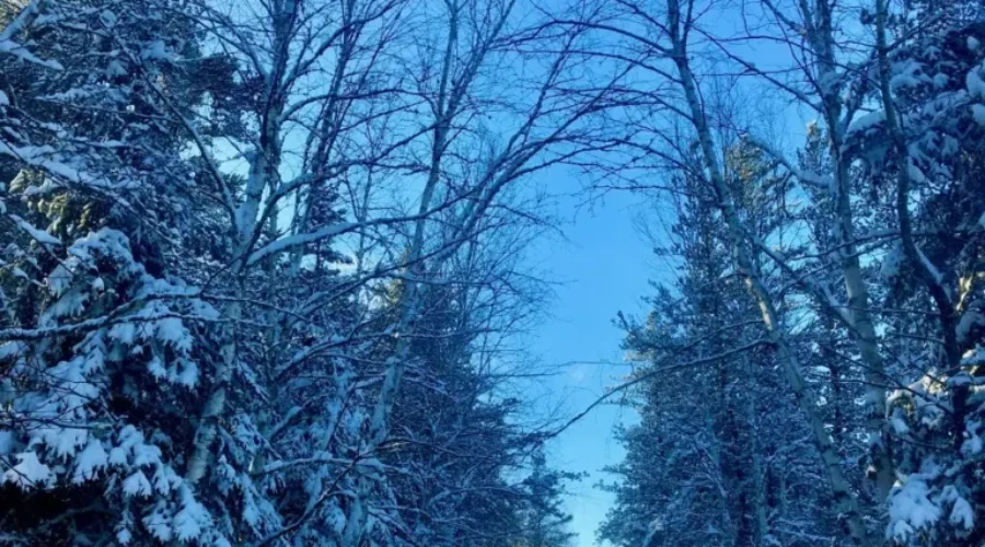 Nature’s Beauty