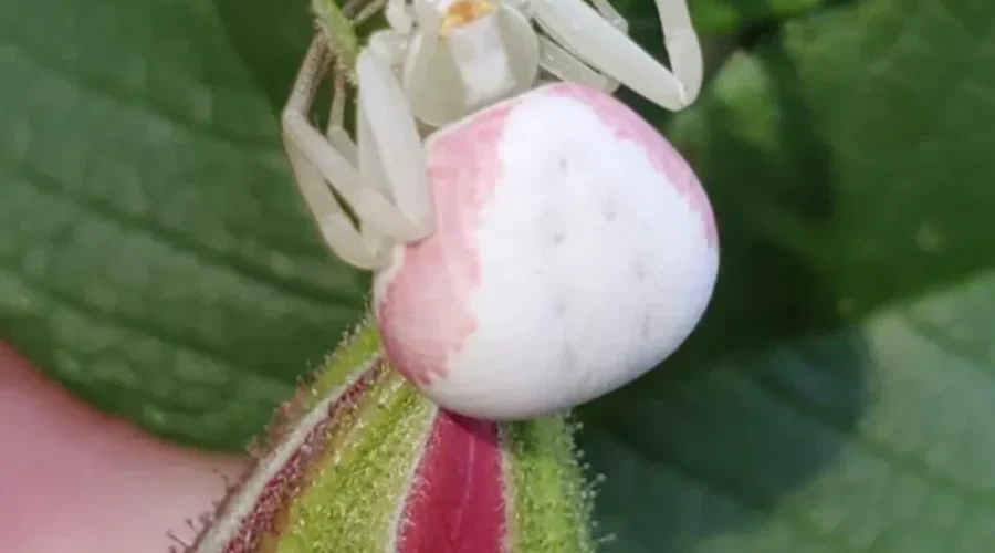 An Itsy Bitsy