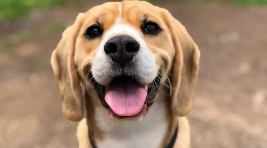 Keeping Pets Safe During Winter