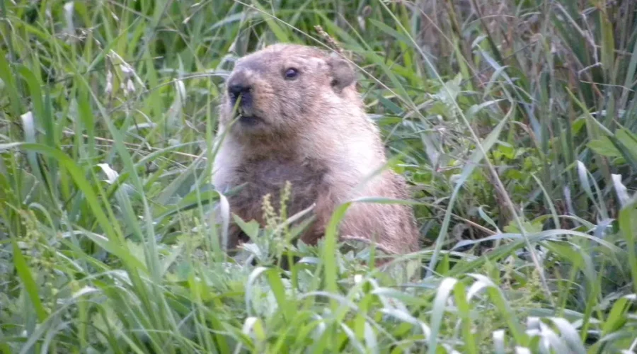 Groundhog Day Winter Predictions