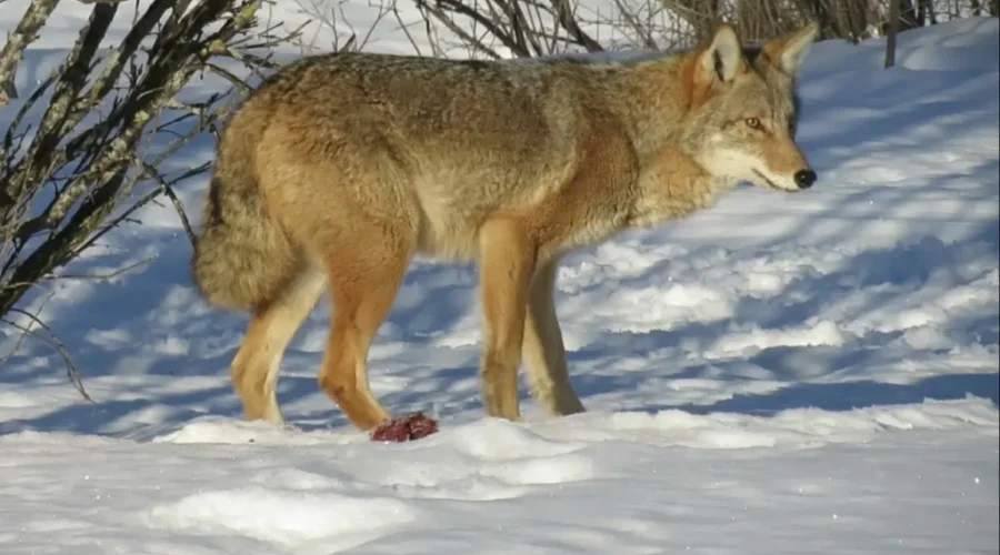 Pictures And Video Of Atikokan Area Coyote