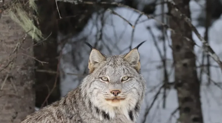 Lynx
