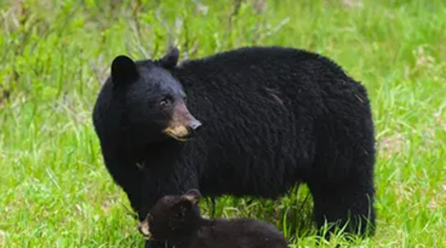 Tips To Avoid Bear Encounters This Season
