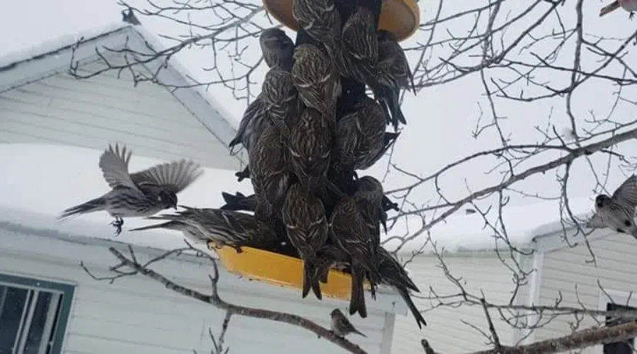 birds-1-1 This Won’t Take Long