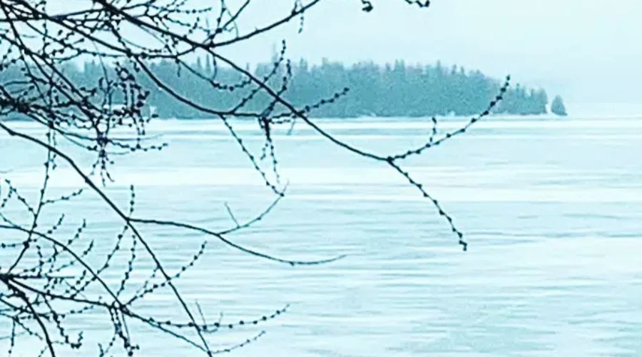 Let’s Go For A Walk ‘Dear’