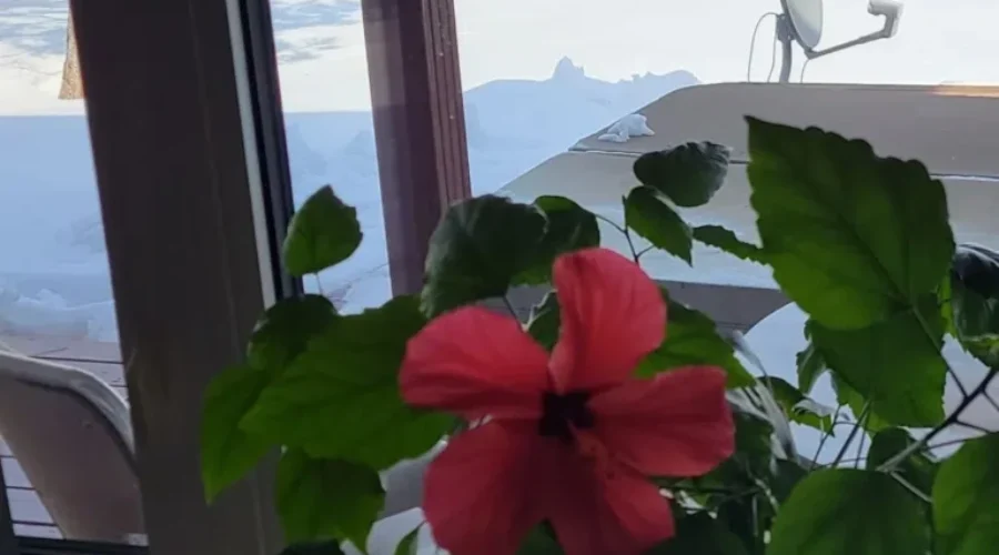 outside-says-winter-inside-says-tropical-first-flower-on-the-hibiscus-photo-submitted-by-kelly-lindqust-1 Contrast