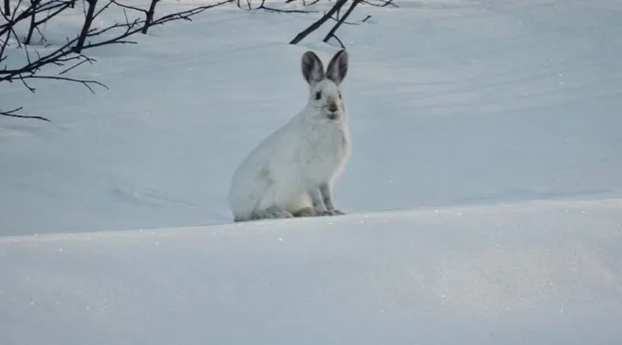 whats-up-doc-photo-from-elaine-morris-of-dryden-who-says-this-particular-bunny-has-been-seen-in-her-yard-for-the-past-two-days-perhaps-mapping-out-his-easter-trip-1 What’s Up Doc?