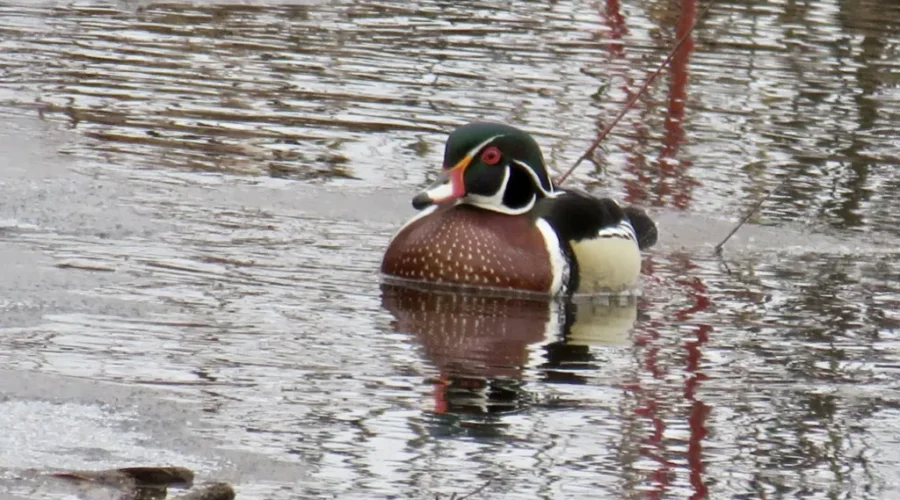 Wood Duck