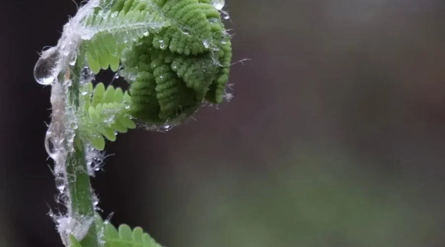 Nature’s Wonder
