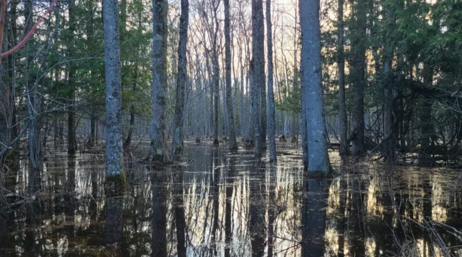 the-land-between-my-driveway-and-eagle-lake-not-usually-flooded-like-this-i-thought-it-showed-some-beauty-in-the-flooding-photo-from-shannon-elliott-scaled-2 Water Water Everywhere