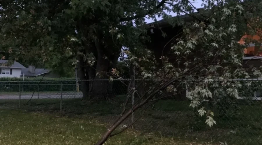 branch-1-1 I Need To ‘Limb’er Up