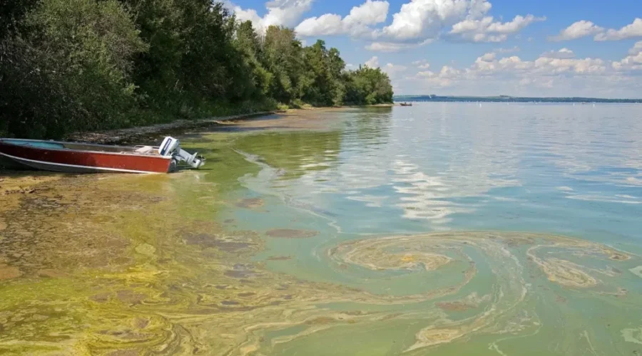 Blue-Green Algae Alert