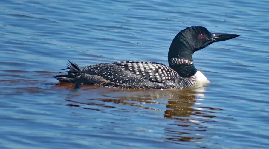 common-loon-image-1 A Sunset Country Looney Loon Or???