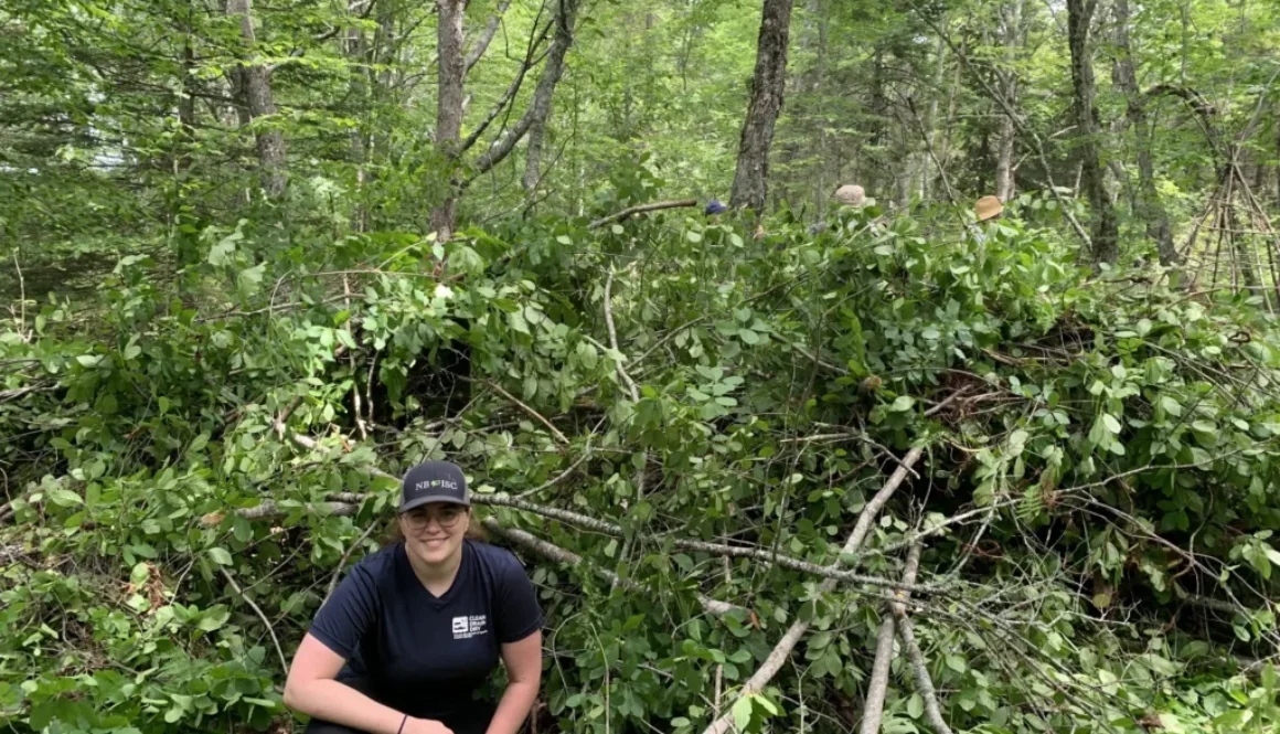 glossy-buckthorn-removal-scaled-1