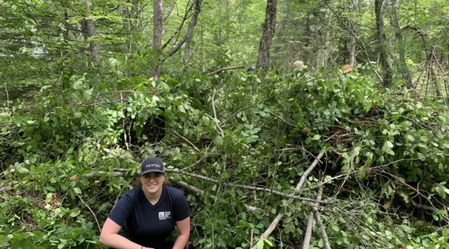 Nature Conservancy Warns Of Glossy Buckthorn