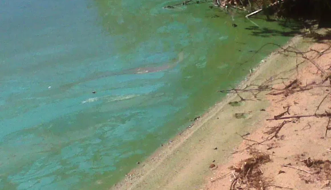 kramer-lake-algae-2