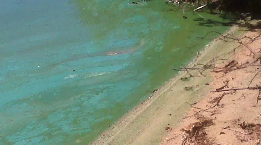 kramer-lake-algae-2 Blue-Green Algae Warning On Wabigoon Lake