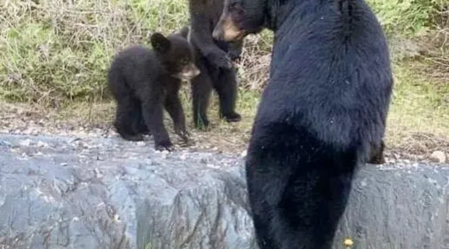 Momma And Her Precious Cargo