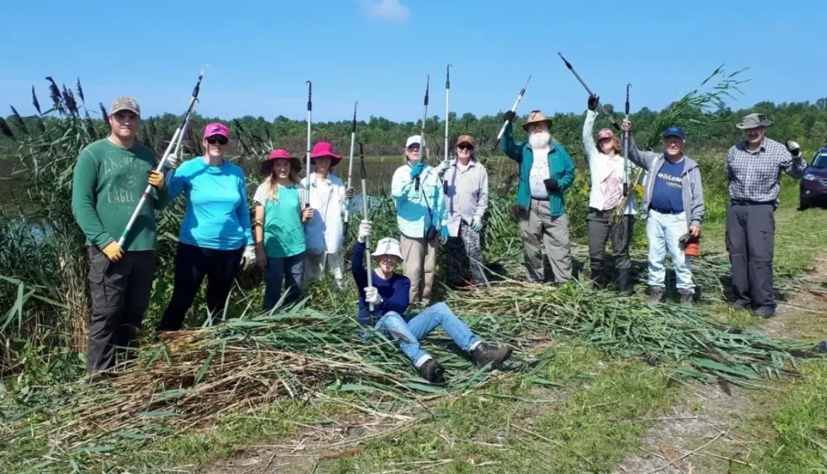 phragmites-invasive-species