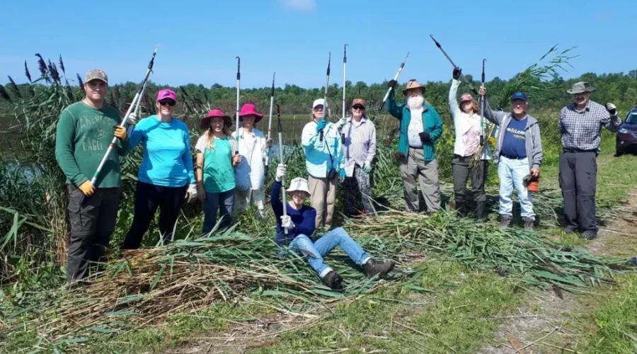 phragmites-invasive-species Invasive Species Funding Now Available