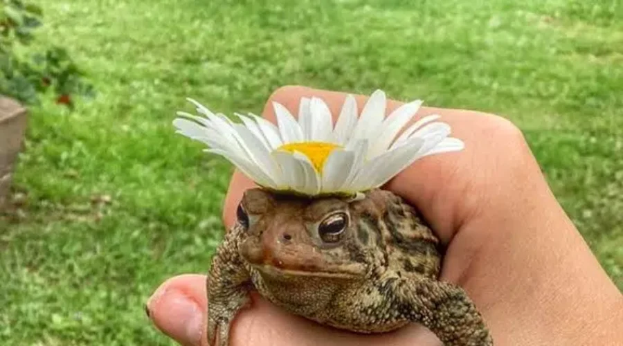‘Kiss Me! I Am Your Prince’