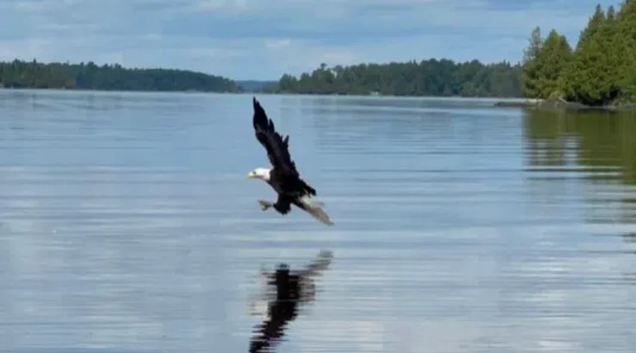 An Eagle On Eagle Lake