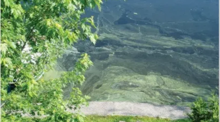 Blue-Green Algae Confirmed In Dryden Area Lake