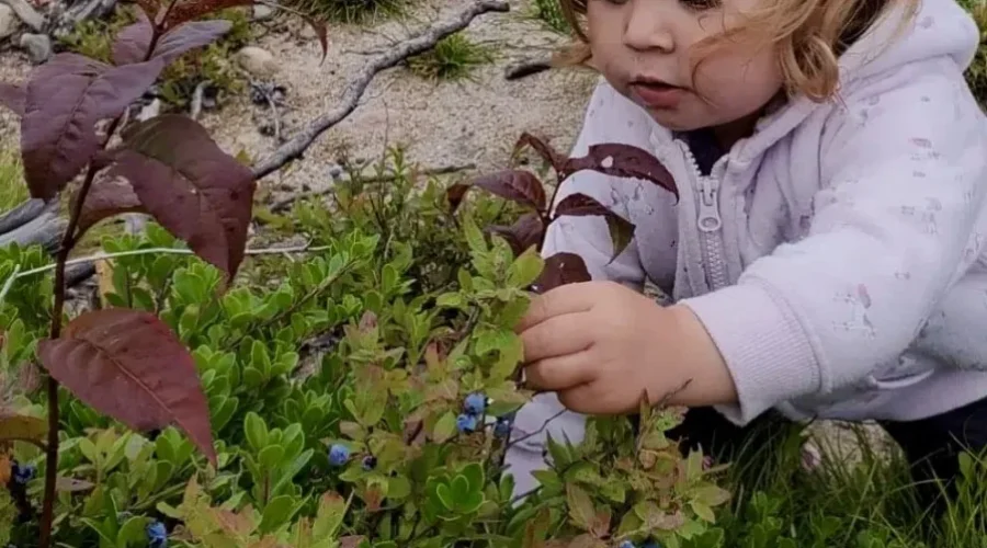 Sunset Country Blueberry Picker In Training