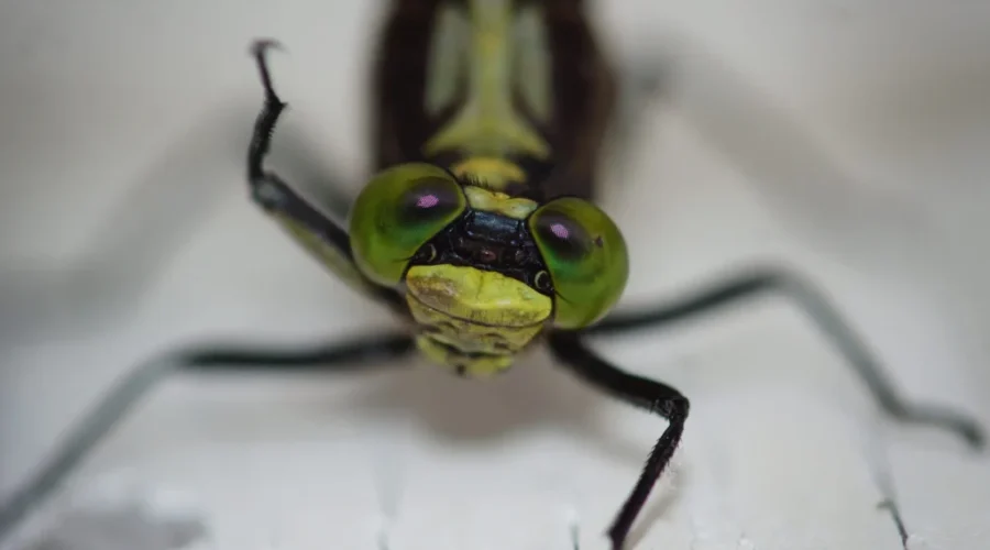 thats-close-enough-buddy-stop-right-there-photo-taken-and-submitted-by-rocky-sandberg-scaled-2 Ready For A Sunset Country Close-Up