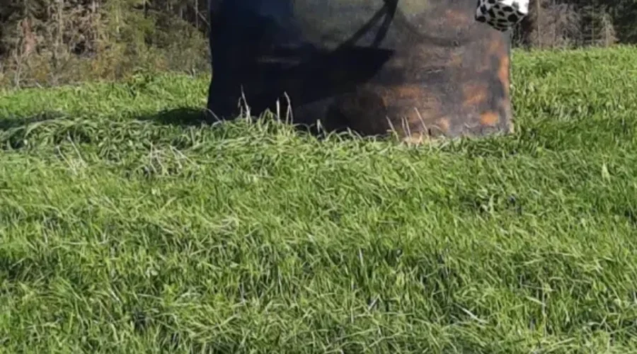 the-minion-is-back-and-just-in-time-for-school-submitted-by-katherina-kamm-sent-in-a-the-request-of-fritz-christel-and-emil-kamm-of-bell-creek-farms-in-minnitaki-1 Back To School!!