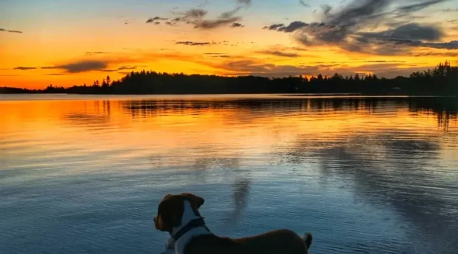 Happy Thanksgiving From Eagle RIver