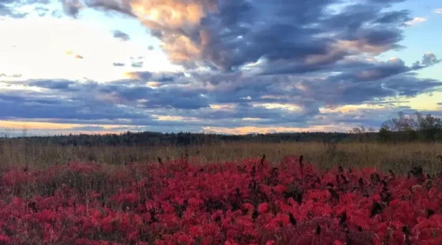 Sumacs Fall Colours – McKenzie Island
