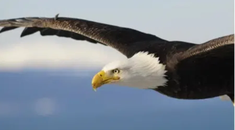 Call To Action Walk Against Nuclear Repository In Dryden