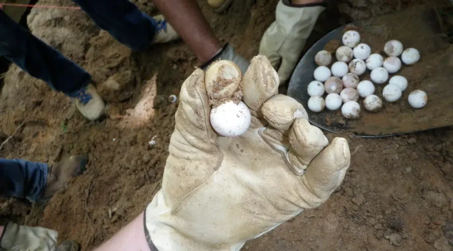 Transport Needed For Turtle Eggs From Dryden To Sudbury