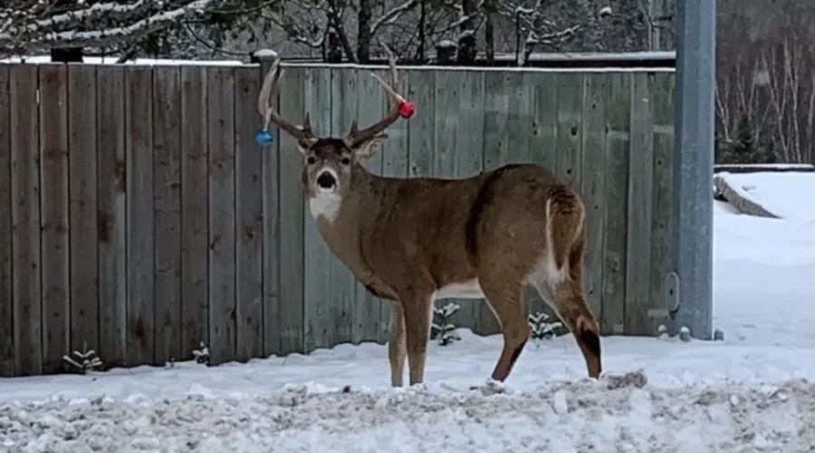 Decorated For The Season