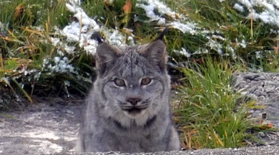 photos-by-bruce-fread-in-minnitaki-taken-at-his-house-submitted-by-kim-fletcher-1 Kitty