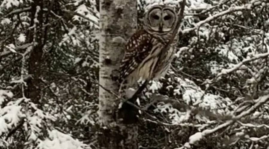 “Who” Are You Looking At?