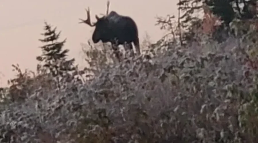 King Of The Wilderness In Sunset Country