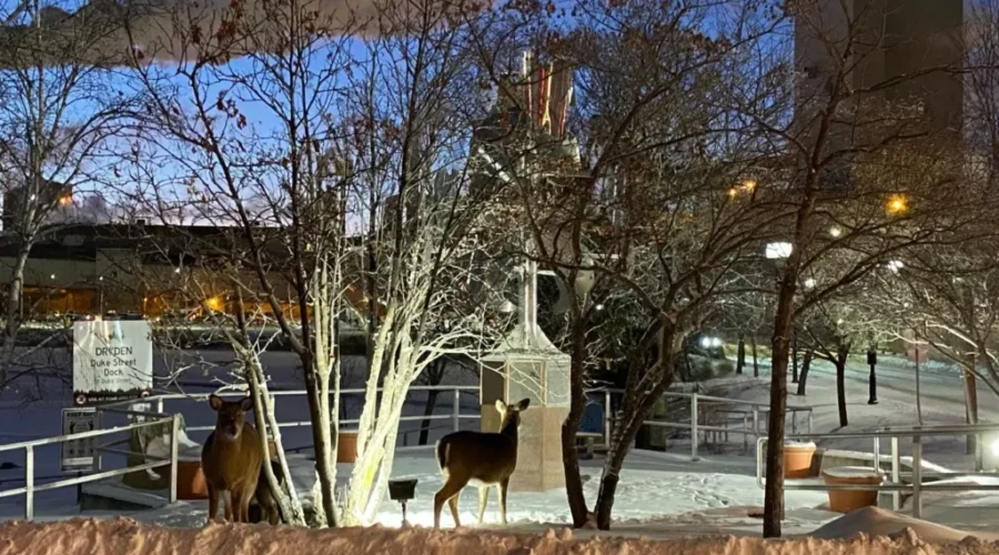 Santa’s Reindeer Are In Dryden?