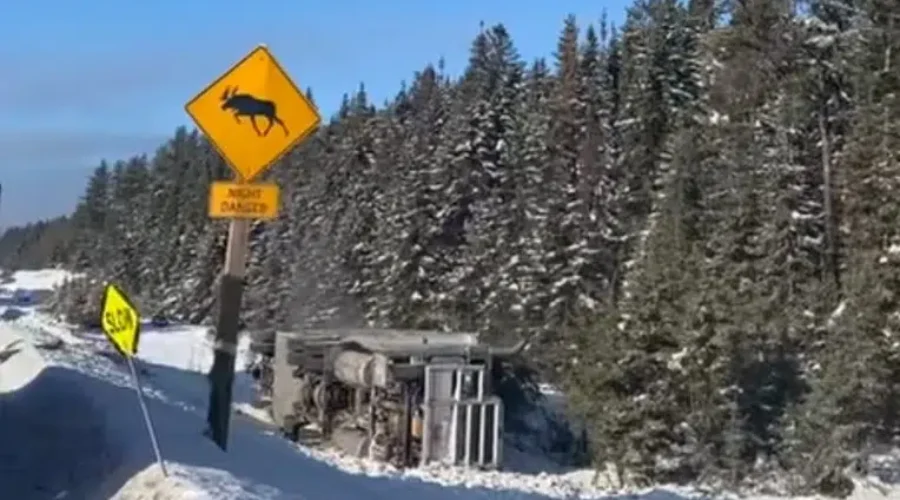 Cattle Truck Rollover