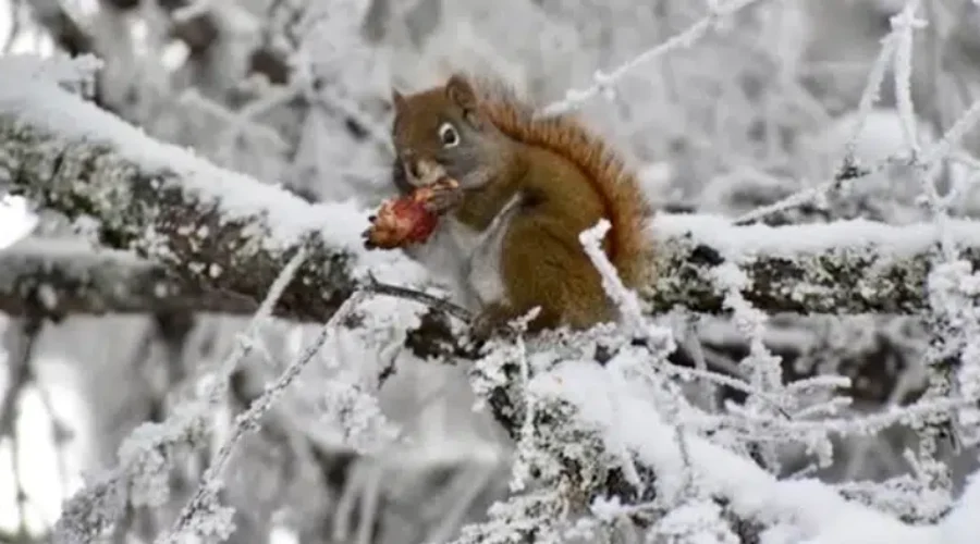 image-77-1 Sunset Country Video