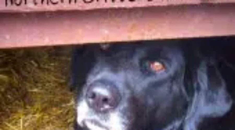 Northern Critters Seeking Foster Homes