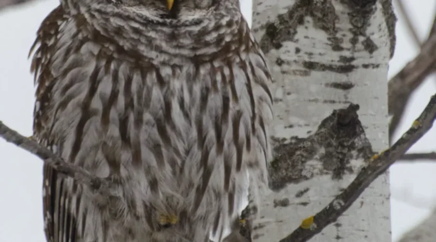 Wabigoon Nap Time – Flight Has Been Delayed