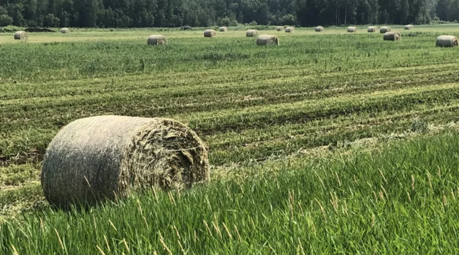 Area Ag. Industry Promoted