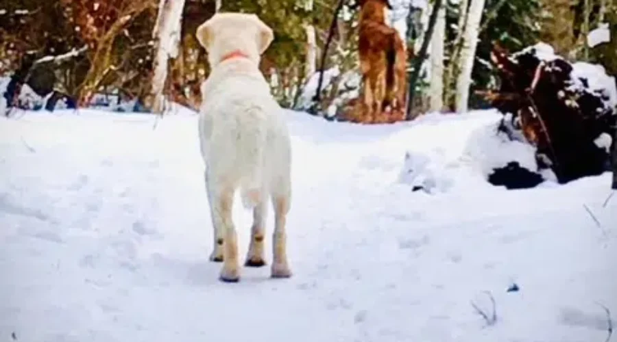 Sandy Beach – Flat Rock Area Of Dryden