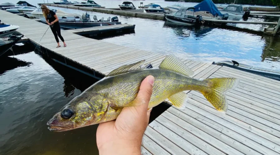 $10,000 in fines after 40 walleye seized from angler