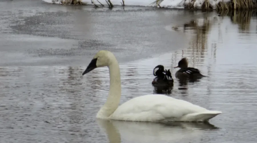 Atikokan – Signs Of Spring